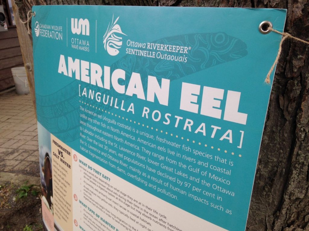 400 American Eels were being released.