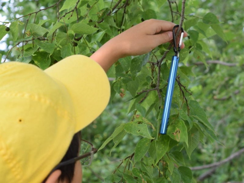 A boy attaching a thermometer to a tree.
