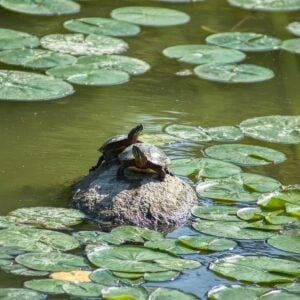 Two Painted Turtles on a rock in a murky green pond surrounded by lily pads.