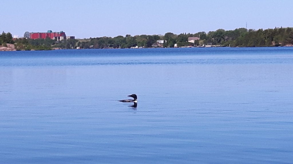  A loon swimming in Nepawhin Lake