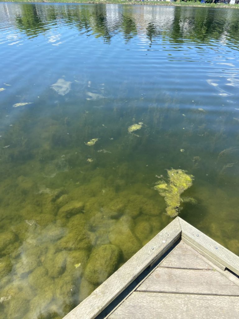 Murky water at Gillies Lake, which our intern never noticed before. Testing gave her a whole new perspective on the water there.