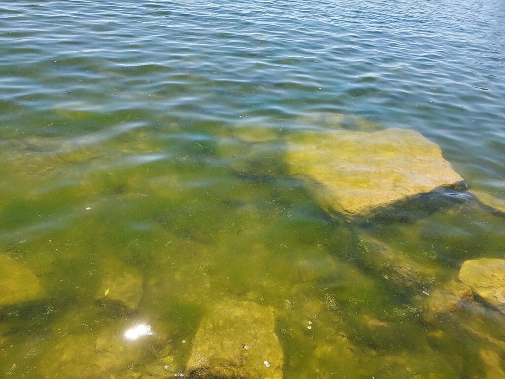 Suspected Cladophora algae in water
