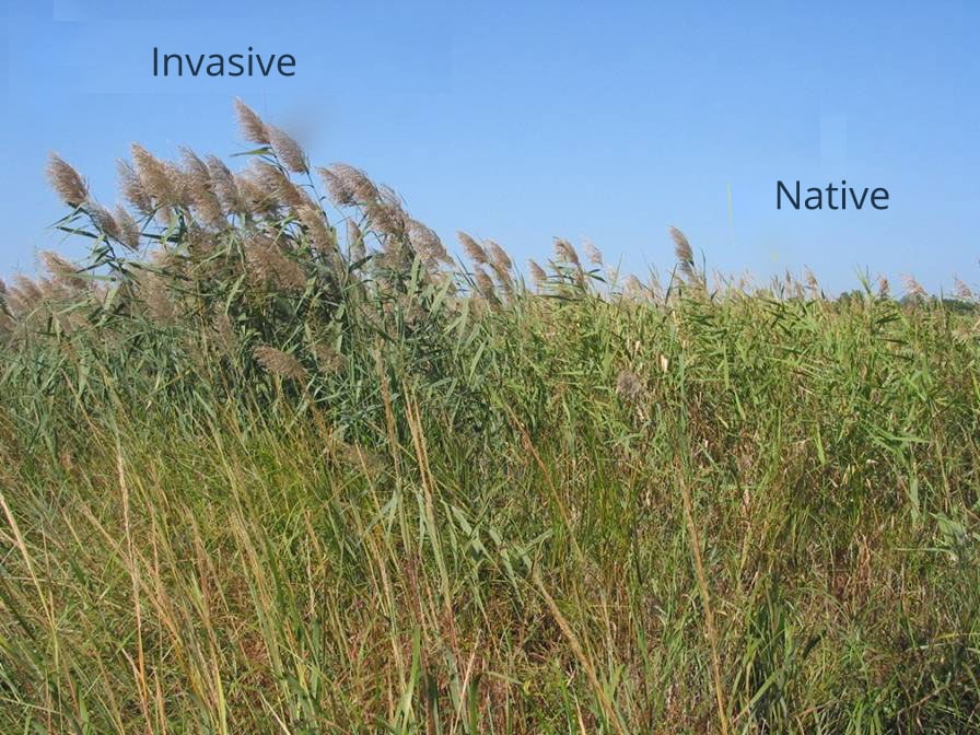 Invasive vs. Native Pragmites