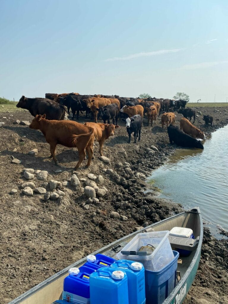 Cows in a dugout look towards a research canoe filled with testing equipment. 