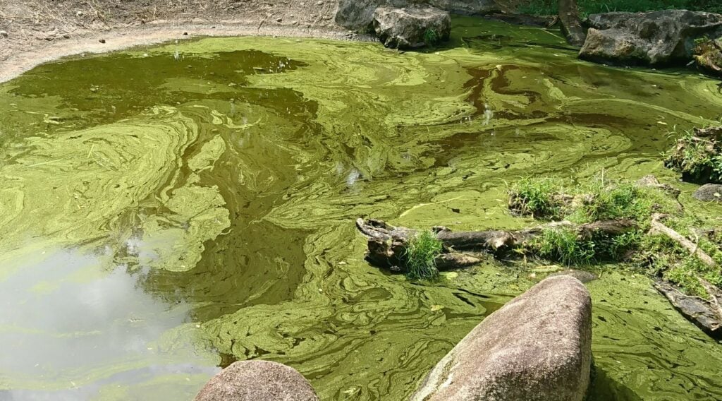 An algal bloom in shallow waters. The water is covered in green algae. 