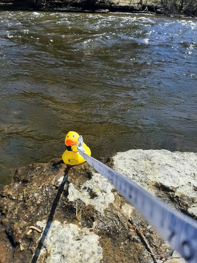 Rubber duck by a stream with a measuring reel attached to it. 